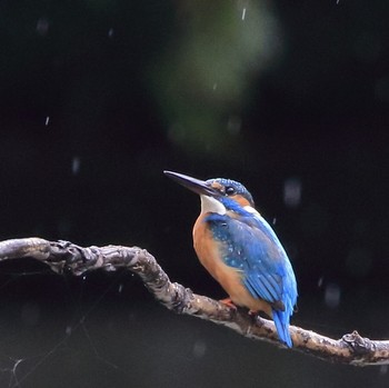 Common Kingfisher 埼玉県 Sun, 10/14/2018