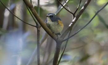 Red-flanked Bluetail 和歌山県和歌山市 Mon, 12/4/2023