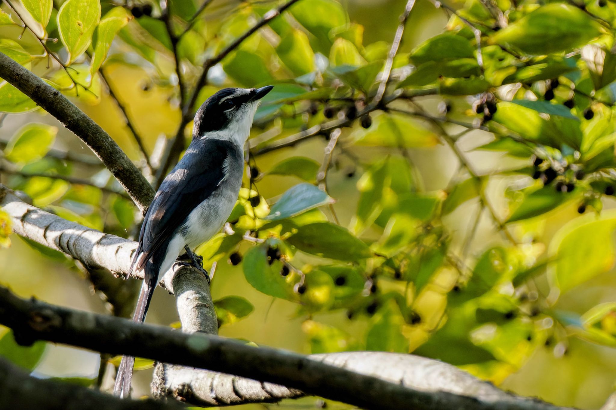 Ryukyu Minivet