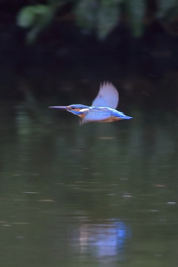 Common Kingfisher 埼玉県 Sun, 10/14/2018