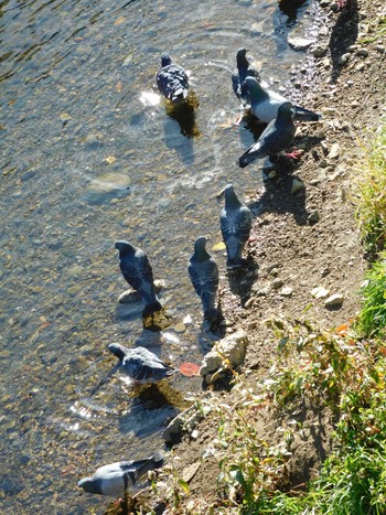 Fri, 12/8/2023 Birding report at 平和の森公園、妙正寺川