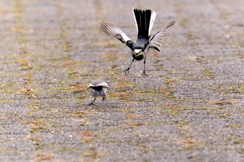 2018年10月14日(日) 滋賀県近江富士花緑公園の野鳥観察記録