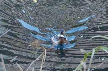 Little Grebe 鶴見川(早渕川合流地点) Fri, 12/8/2023