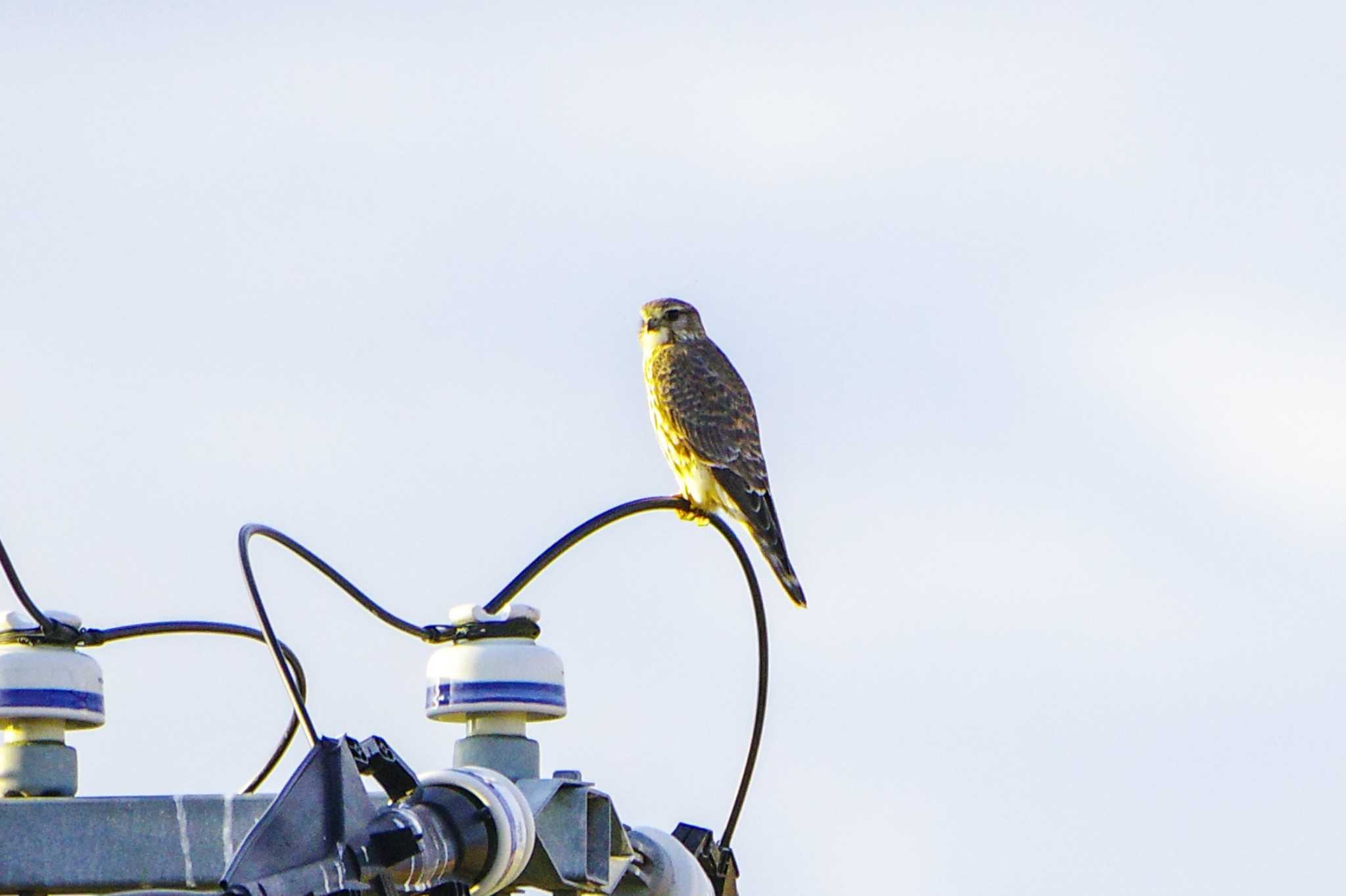 蕪栗沼 コチョウゲンボウの写真 by BW11558