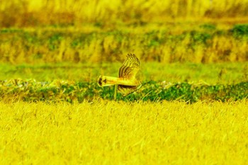 Hen Harrier Kabukuri Pond Sun, 11/26/2023