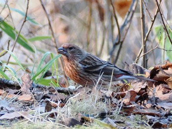 Pallas's Rosefinch Saitama Prefecture Forest Park Fri, 12/8/2023