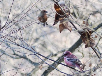 Pallas's Rosefinch Saitama Prefecture Forest Park Fri, 12/8/2023