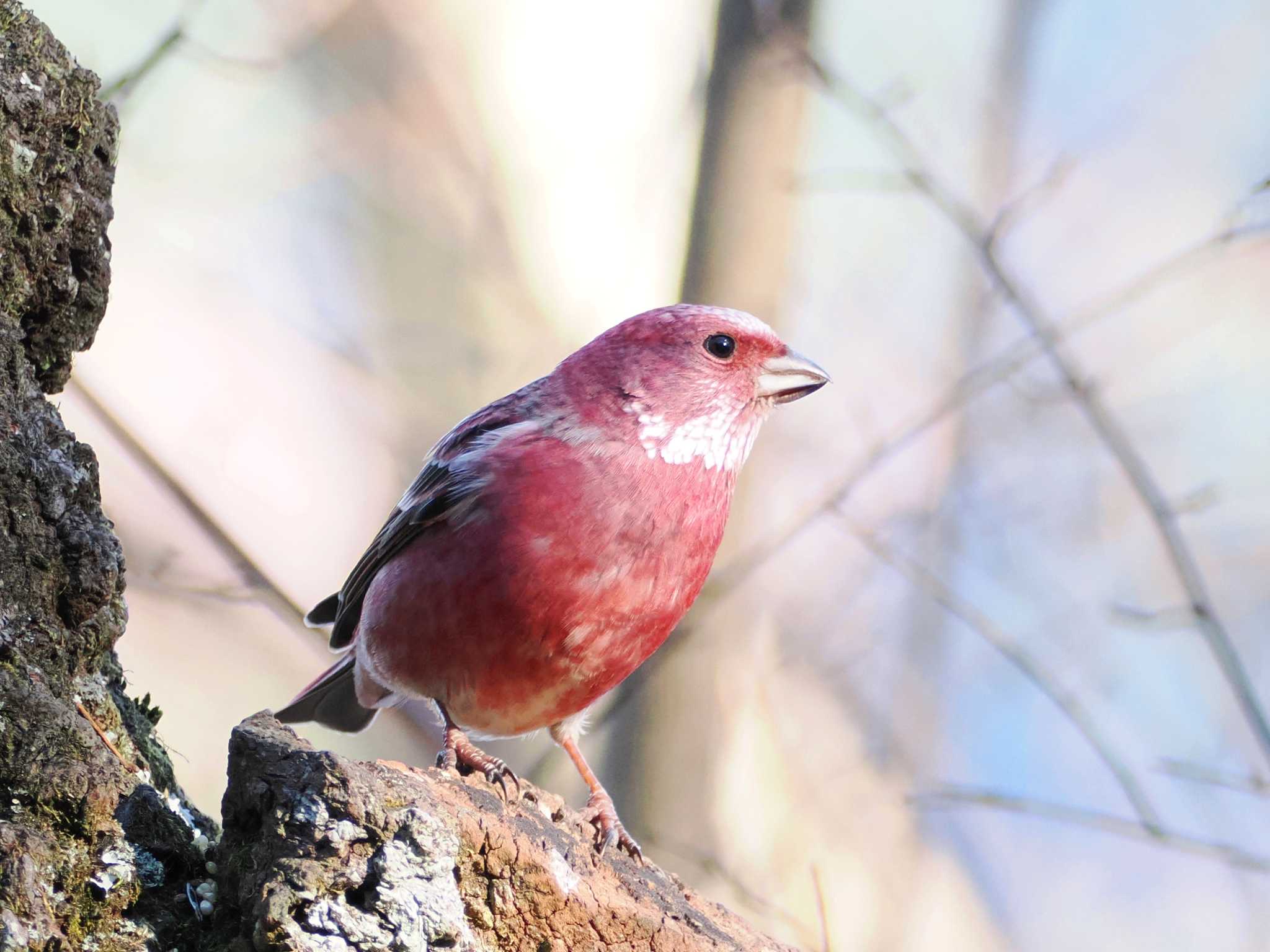 Photo of Pallas's Rosefinch at Saitama Prefecture Forest Park by ぴろり