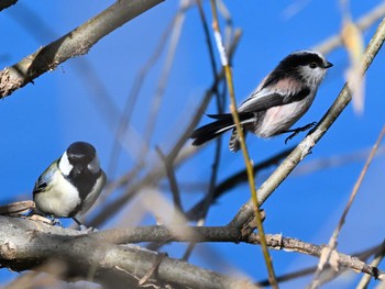 2023年12月8日(金) 平城宮跡の野鳥観察記録