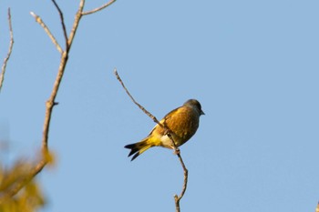 Grey-capped Greenfinch Unknown Spots Fri, 12/8/2023