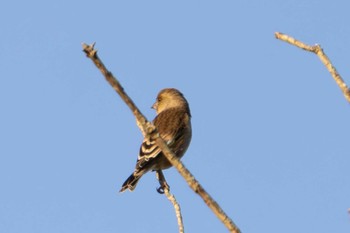 Grey-capped Greenfinch Unknown Spots Fri, 12/8/2023