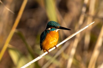 Common Kingfisher Unknown Spots Fri, 12/8/2023