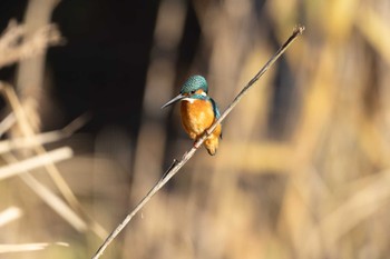 Common Kingfisher Unknown Spots Fri, 12/8/2023