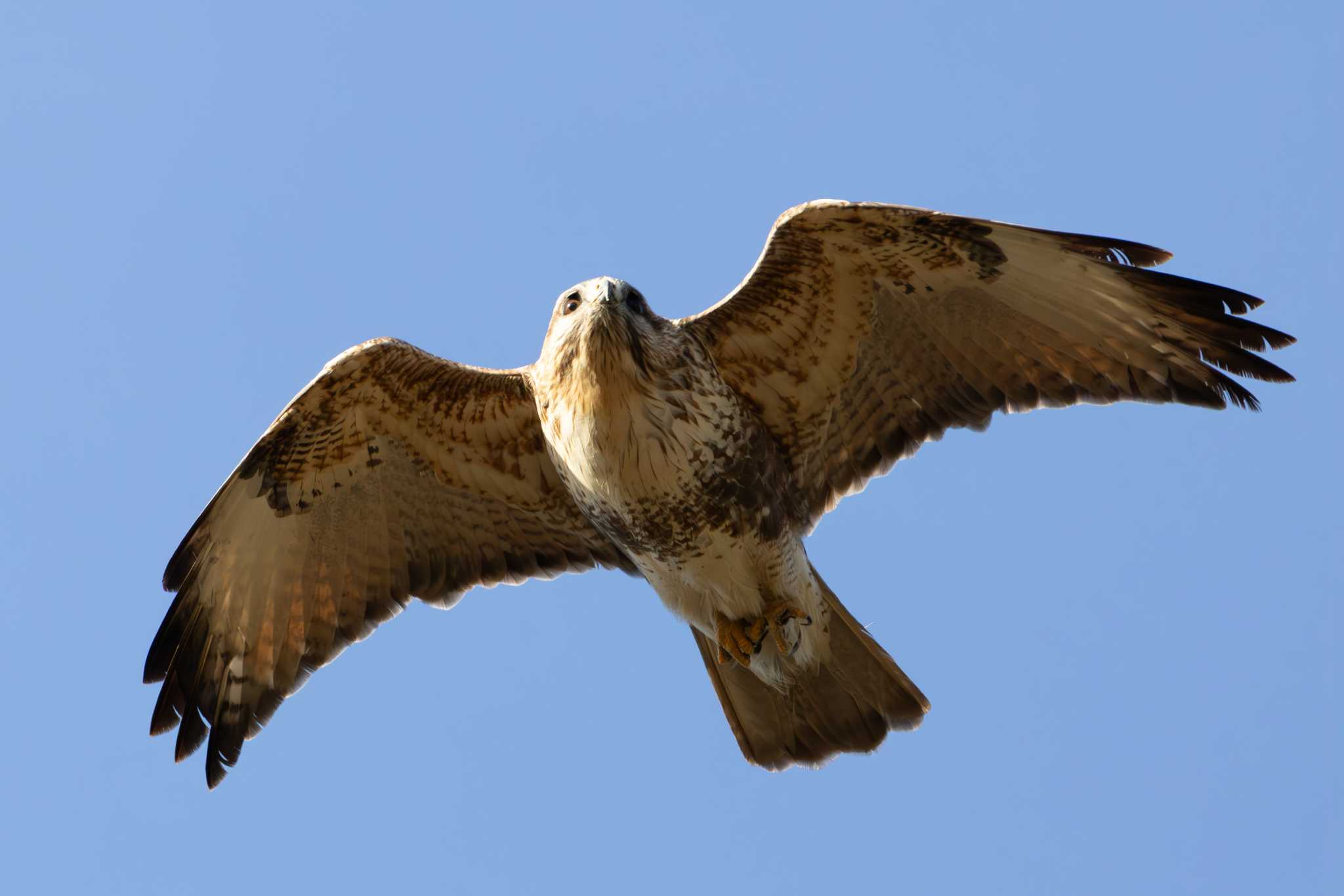 Photo of Eastern Buzzard at  by あっくん