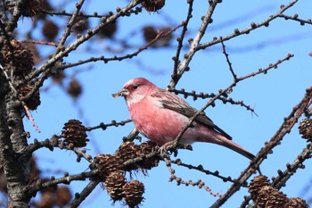 Pallas's Rosefinch 岡谷林道 Sat, 12/2/2023