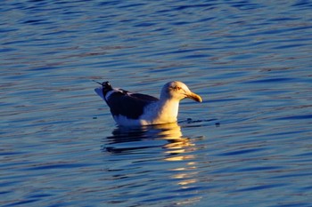 Great Black-backed Gull 湯沸湖 Fri, 12/8/2023