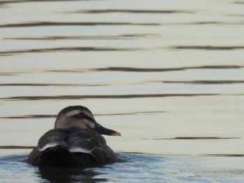 Eastern Spot-billed Duck 七本木池公園(半田市) Wed, 11/8/2023