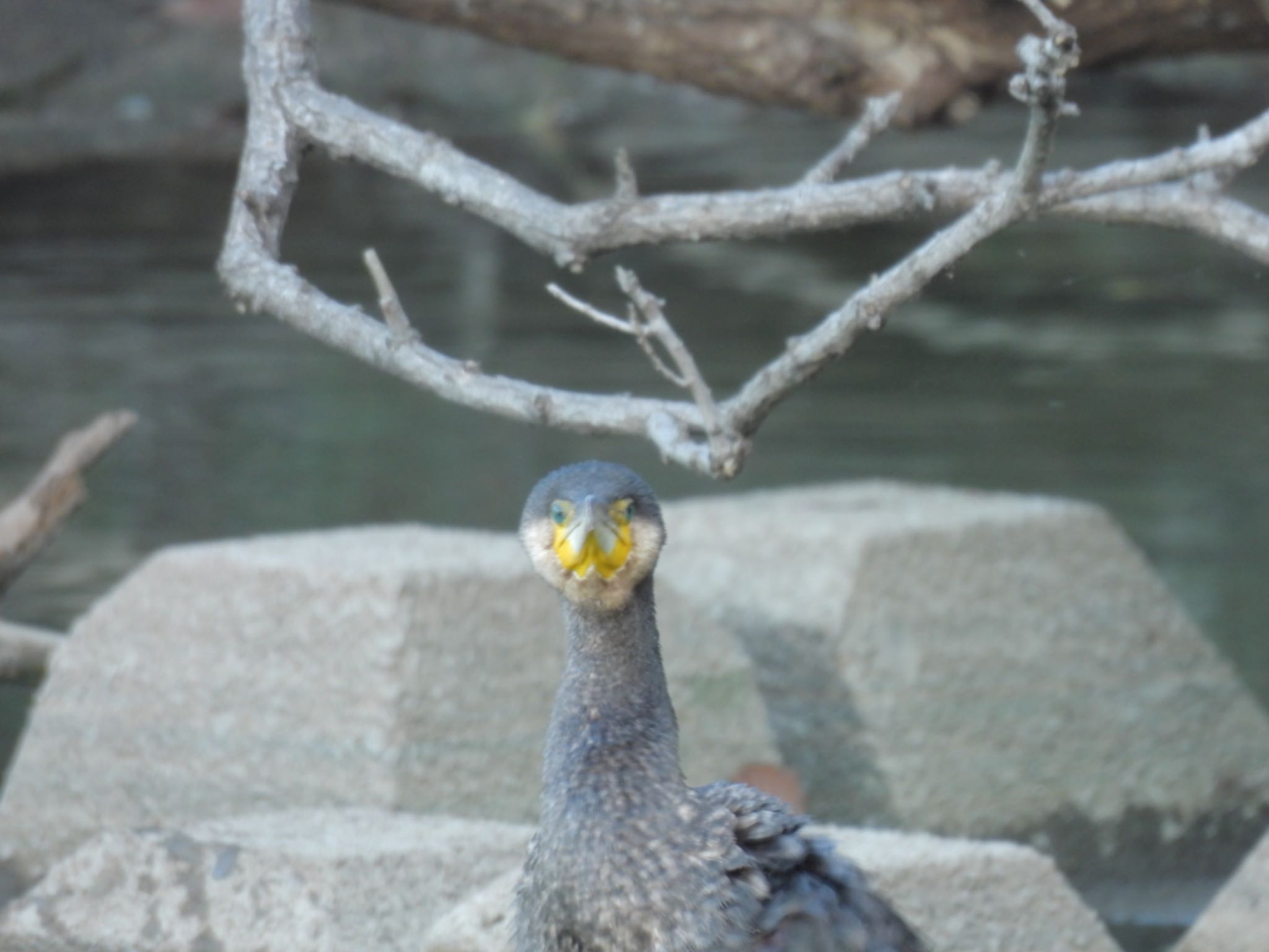 Great Cormorant