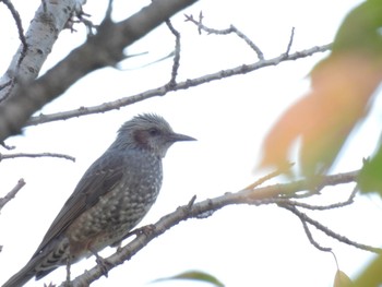 Brown-eared Bulbul 七本木池公園(半田市) Wed, 11/8/2023