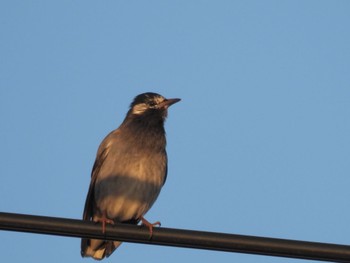 White-cheeked Starling 七本木池公園(半田市) Wed, 11/8/2023