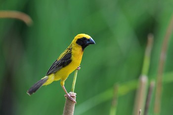 2018年6月14日(木) タイの野鳥観察記録