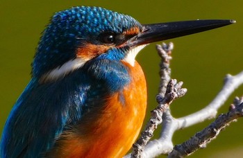 2023年12月8日(金) 茶臼山の野鳥観察記録