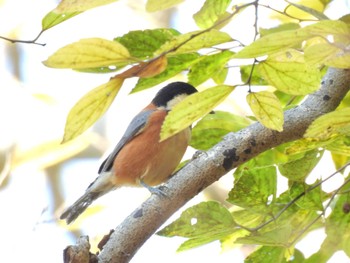 Wed, 11/22/2023 Birding report at 於大公園