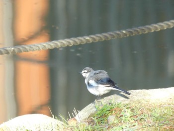 White Wagtail 於大公園 Wed, 11/22/2023