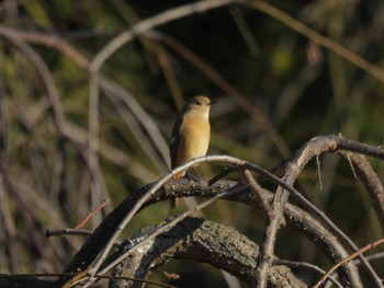 Daurian Redstart 於大公園 Wed, 11/22/2023