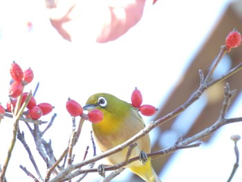 Warbling White-eye 於大公園 Wed, 11/22/2023