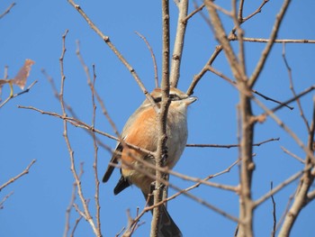 Bull-headed Shrike 於大公園 Sun, 12/3/2023