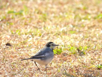 White Wagtail 於大公園 Sun, 12/3/2023