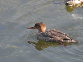 2023年12月8日(金) 鴨川の野鳥観察記録