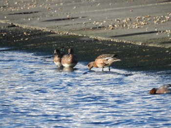 Eurasian Wigeon 大津漁港(中津郡豊頃町) Sun, 12/3/2023