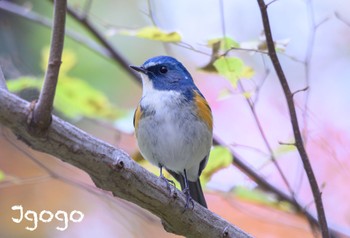 Red-flanked Bluetail 東京都立桜ヶ丘公園(聖蹟桜ヶ丘) Fri, 12/1/2023