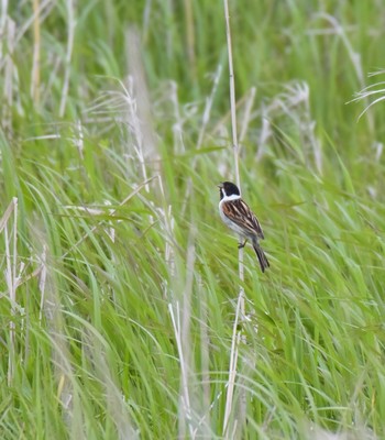 Common Reed Bunting 北海道白老町 Mon, 6/11/2018