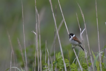 Common Reed Bunting 北海道白老町 Mon, 6/11/2018