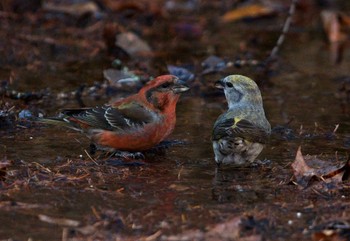 Red Crossbill Unknown Spots Unknown Date