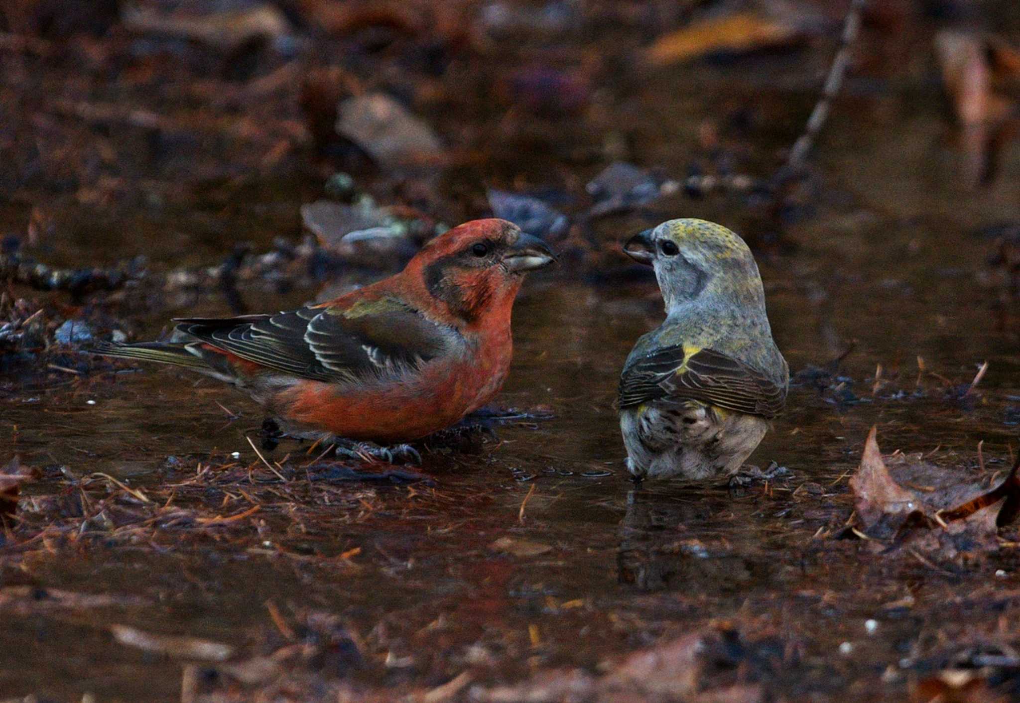 Photo of Red Crossbill at  by くまのみ