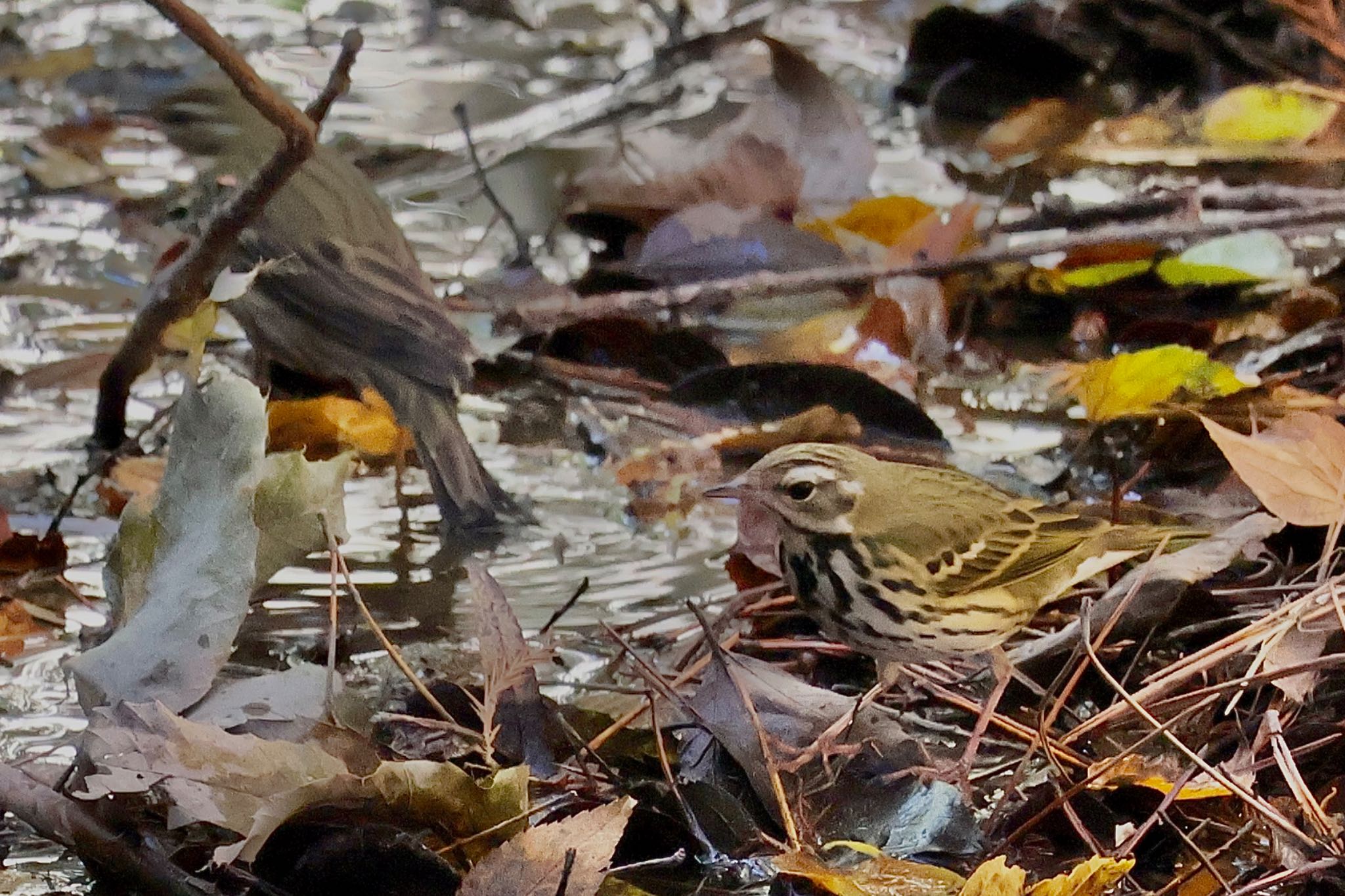 Olive-backed Pipit