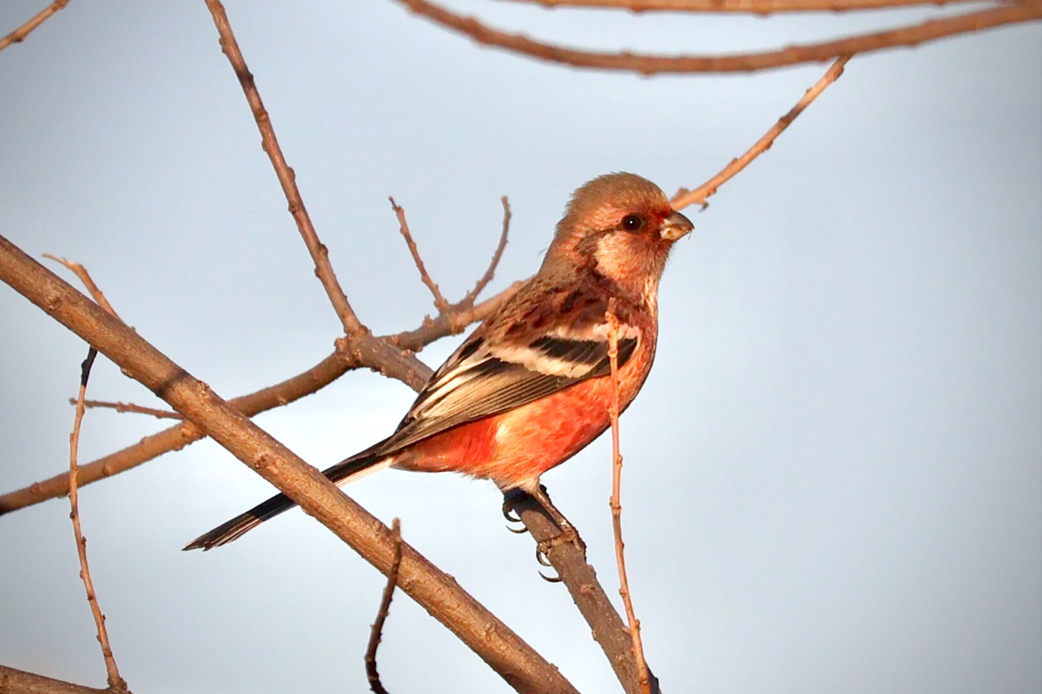 Siberian Long-tailed Rosefinch