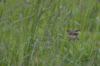 Amur Stonechat 北海道室蘭市 Mon, 6/11/2018