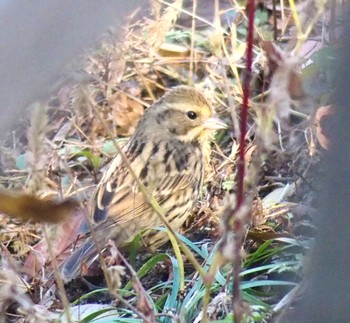 2023年12月8日(金) 洗足池公園の野鳥観察記録