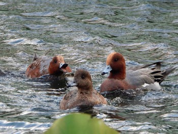 Eurasian Wigeon Hattori Ryokuchi Park Sun, 11/19/2023