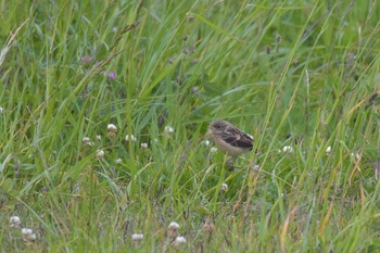 Amur Stonechat 北海道室蘭市 Mon, 6/11/2018