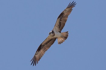 Osprey 島田川河口(山口県) Fri, 12/8/2023