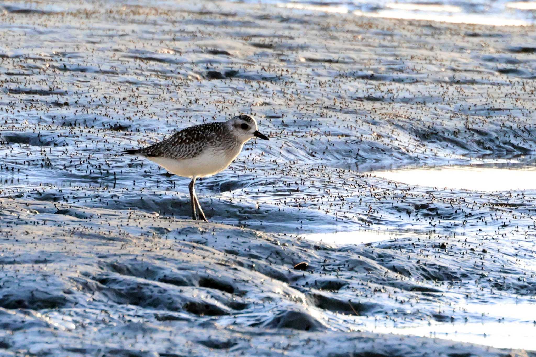 Grey Plover