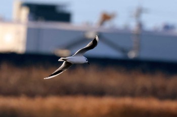 2023年12月3日(日) 藤前干潟の野鳥観察記録