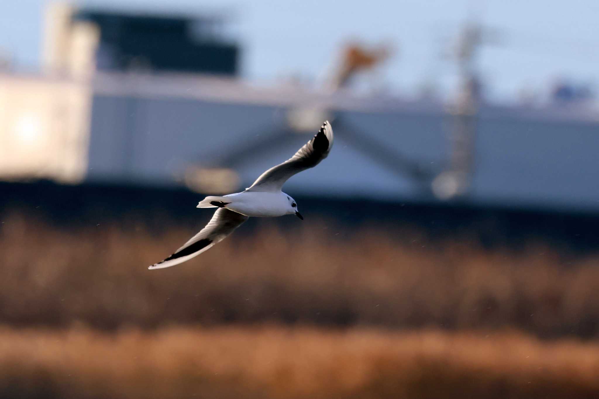 Saunders's Gull