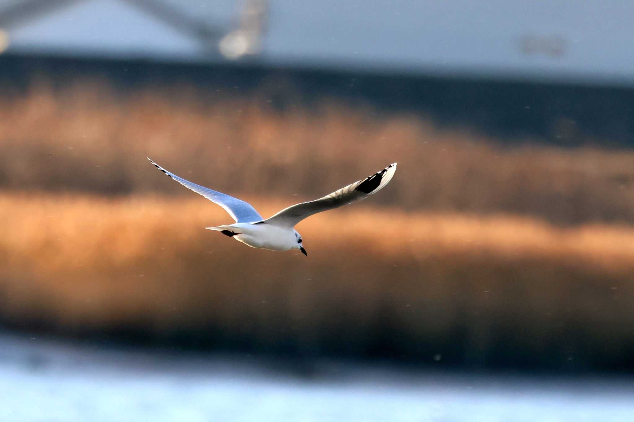 Saunders's Gull